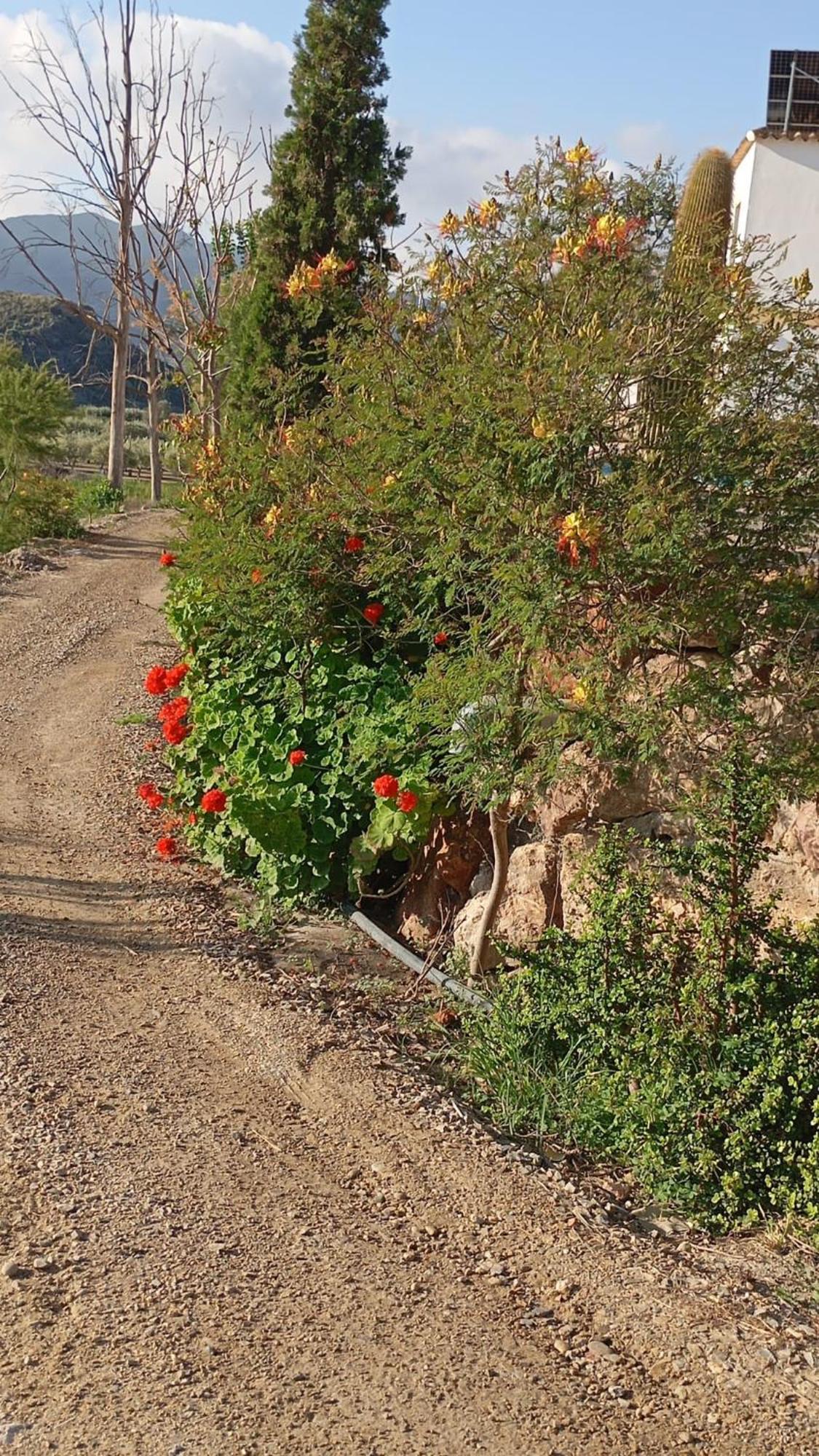 Cortijo Rural Molino El Tarahal Con Piscina Y Zonas Compartidas 外观 照片