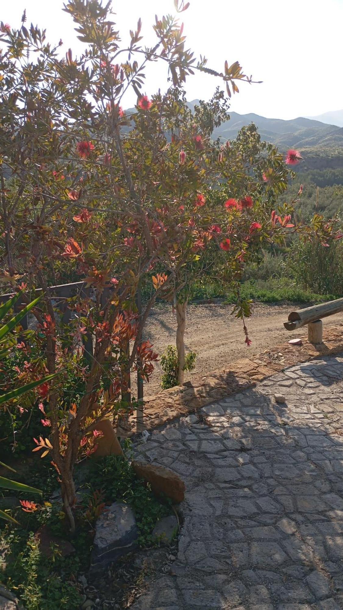 Cortijo Rural Molino El Tarahal Con Piscina Y Zonas Compartidas 外观 照片